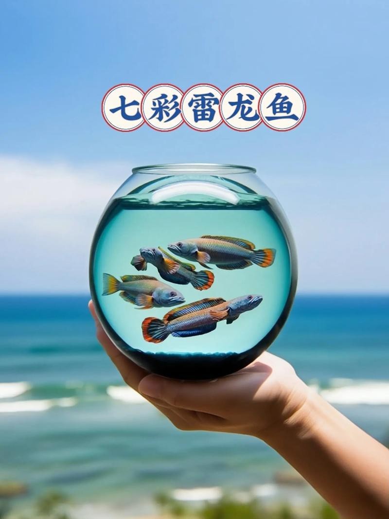 七彩雷龍魚公母圖鑒