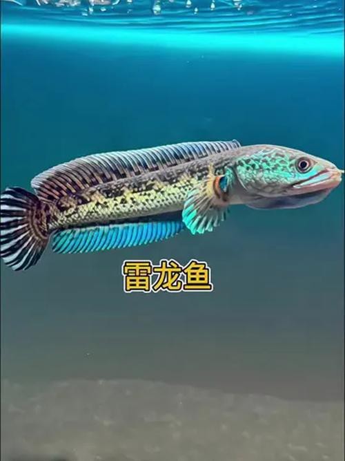 七彩雷龍魚公母圖鑒