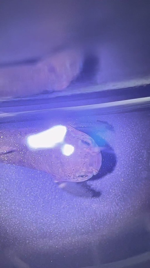 七彩雷龍魚公母圖鑒