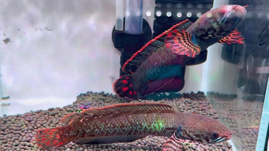 七彩雷龍魚公母圖鑒