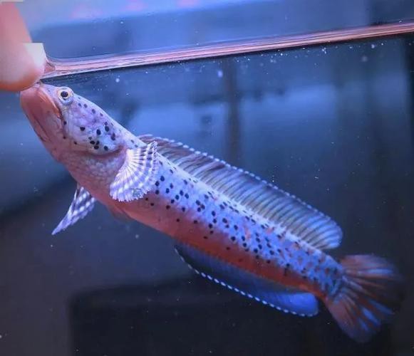 七彩雷龍魚公母圖鑒