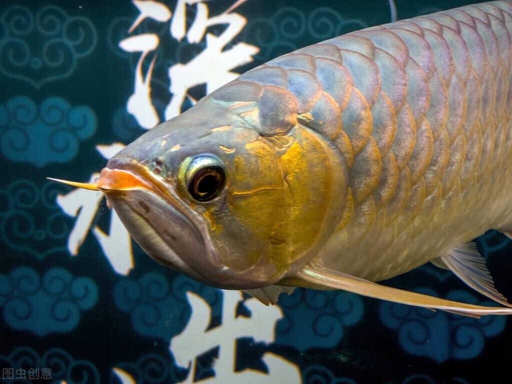 金龍魚水溫多少度合適【銀龍魚正常水溫要多少度飼養(yǎng)才合適】