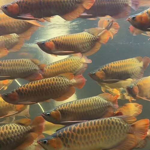 花星魚的功效與作用