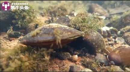 河蚌放魚缸里不放泥沙可以嗎為什么（在魚缸中養(yǎng)河蚌而不放泥沙會對河蚌的生存造成嚴重威脅）