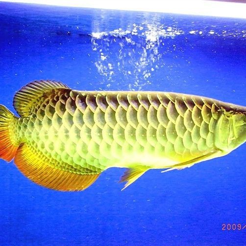過(guò)背金龍魚(yú)最忌諱三個(gè)食物