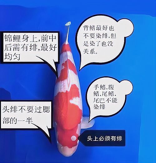 挑選錦鯉口訣