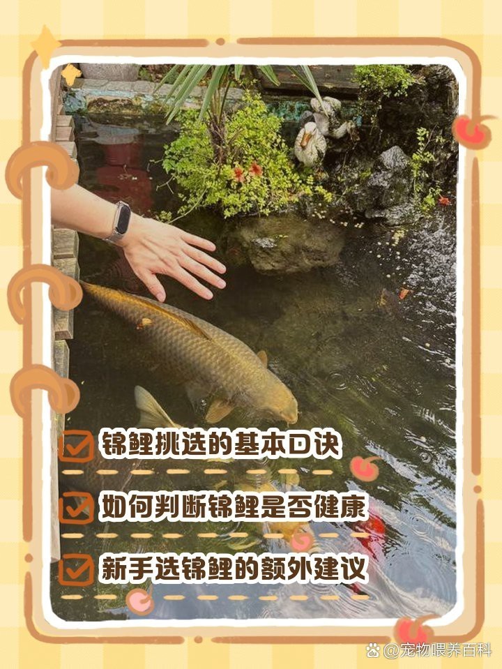 挑選錦鯉口訣