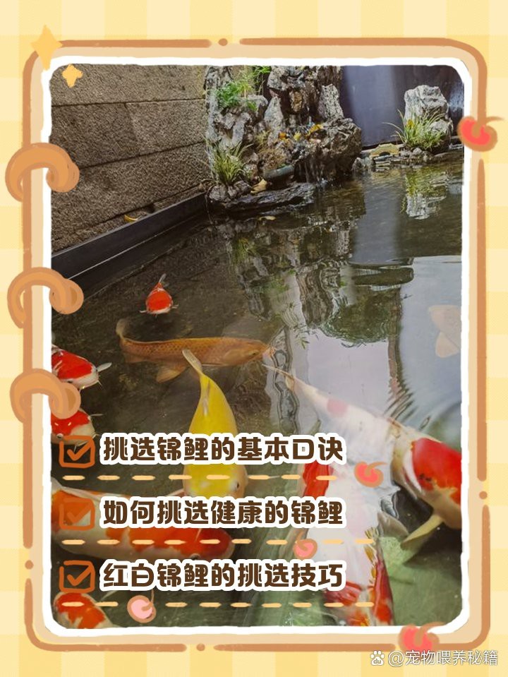 挑選錦鯉口訣