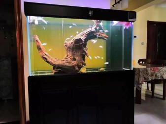 觀賞魚缸養護與管理：養觀賞魚不僅需要一個合適的魚缸還需要掌握一定的養護與管理知識