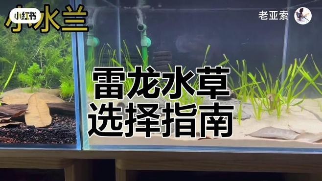 雷龍魚如何布景