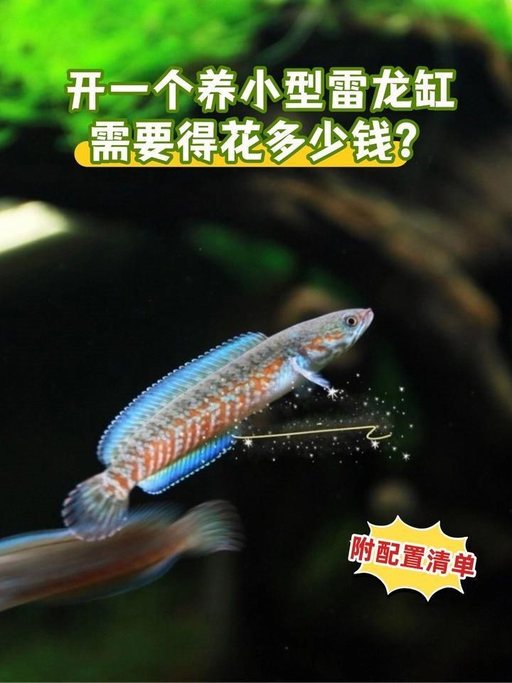 雷龍魚如何布景