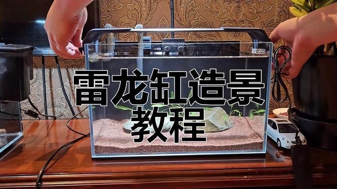 雷龍魚如何布景
