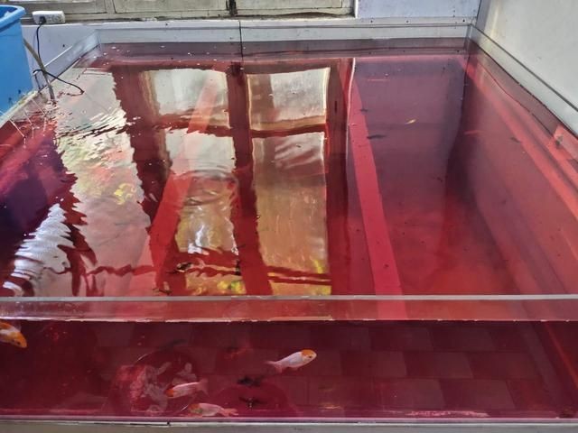 高錳酸鉀消毒魚缸的具體用量是多少：關于高錳酸鉀消毒魚缸的具體用量