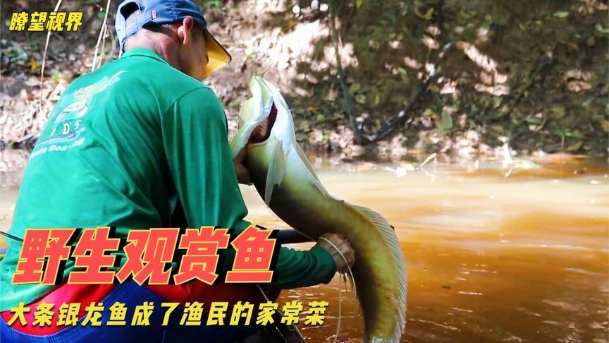 銀龍魚做法大全家常（清蒸銀龍魚怎么做？）