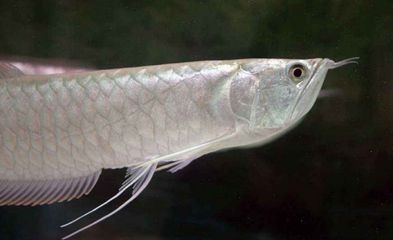 銀龍魚做法大全家常（清蒸銀龍魚怎么做？）