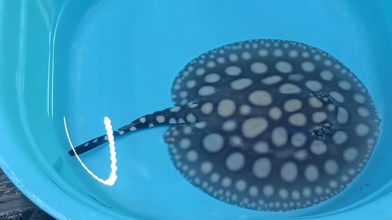 龍魚缸一般要多高多寬的（關于龍魚缸尺寸的一些信息）