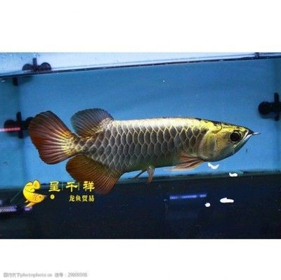 祥龍品牌龍魚魚場（祥龍品牌龍魚的優(yōu)勢）