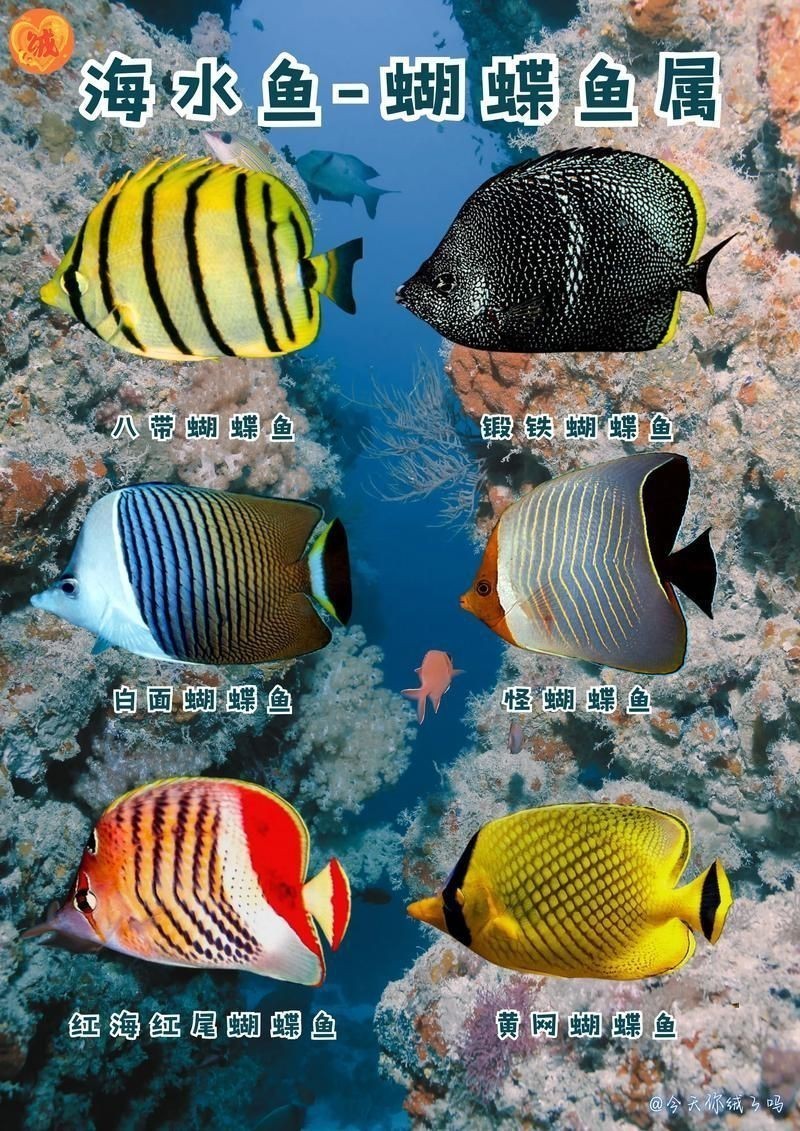 蝴蝶魚圖片大全