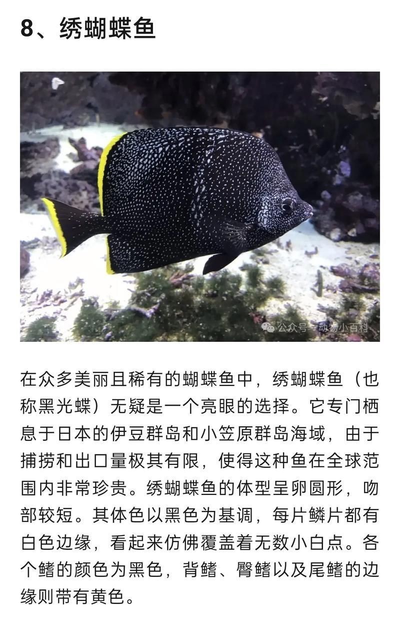 蝴蝶魚圖片大全