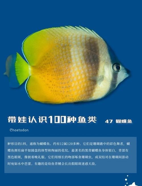 蝴蝶魚圖片大全