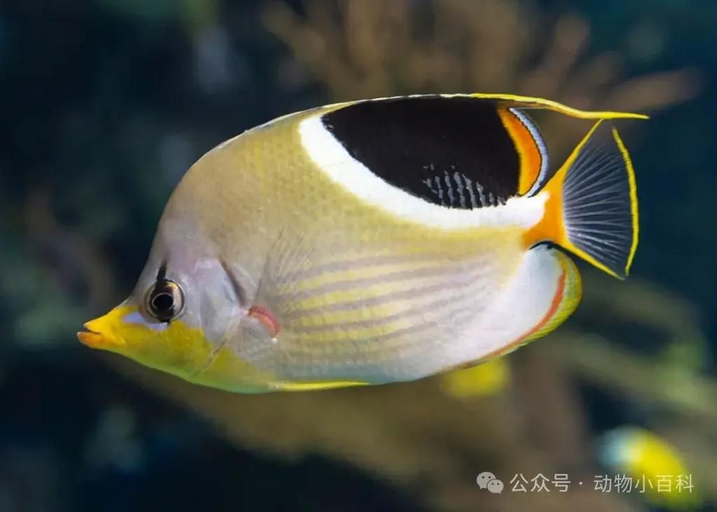 蝴蝶魚圖片大全