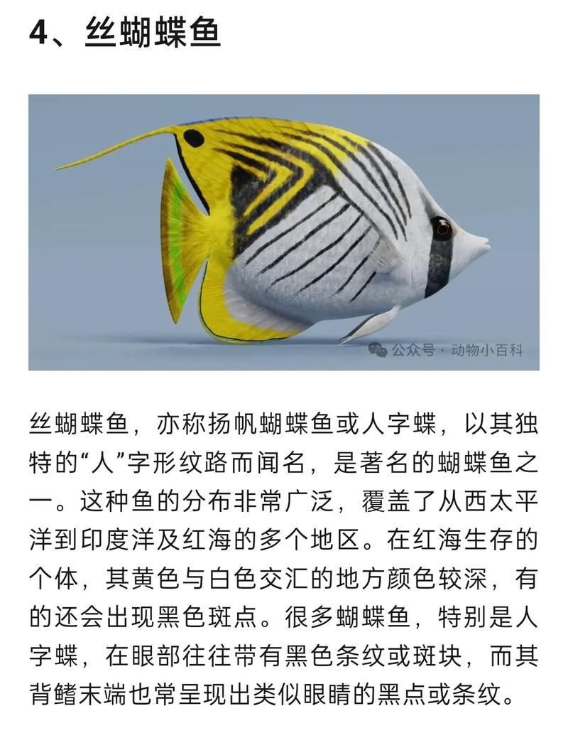 蝴蝶魚圖片大全