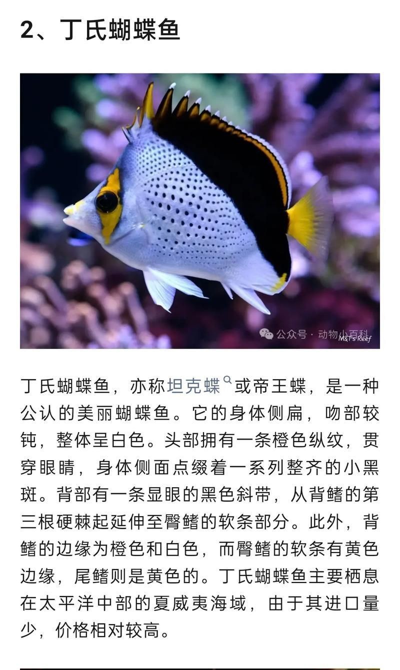 蝴蝶魚圖片大全