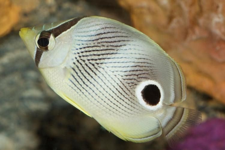 蝴蝶魚圖片大全