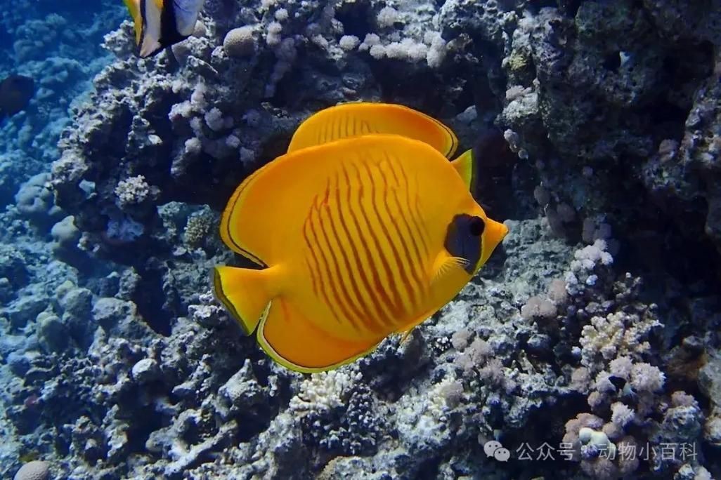 蝴蝶魚圖片大全