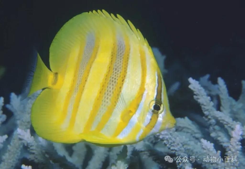 蝴蝶魚圖片大全
