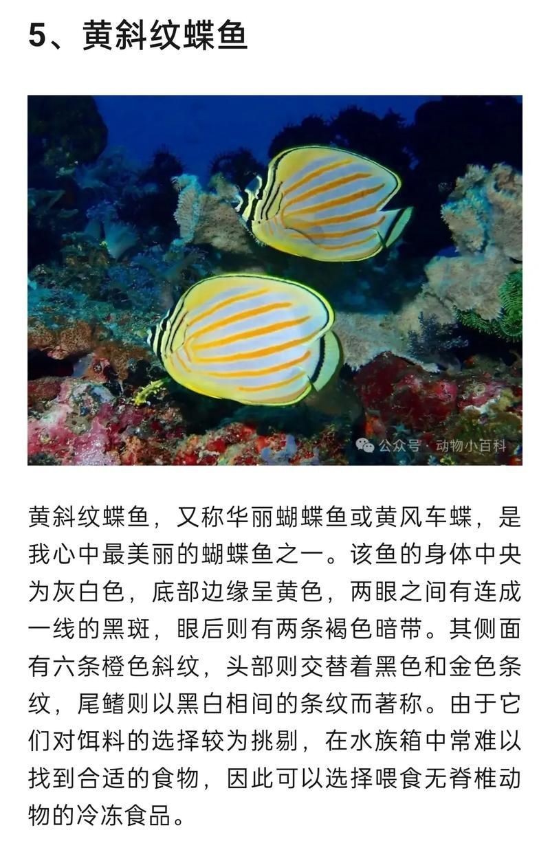 蝴蝶魚圖片大全