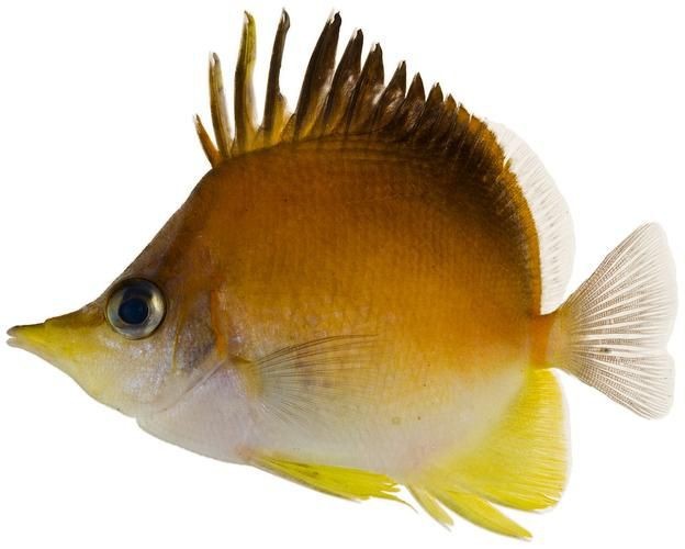 蝴蝶魚圖片大全