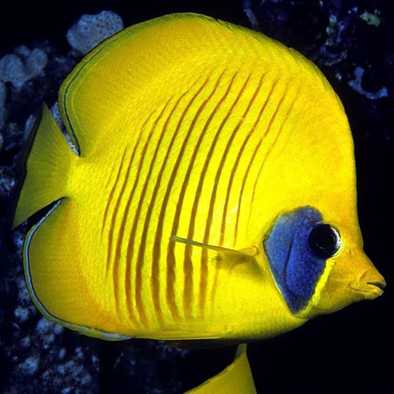 蝴蝶魚圖片大全