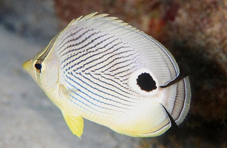蝴蝶魚圖片大全