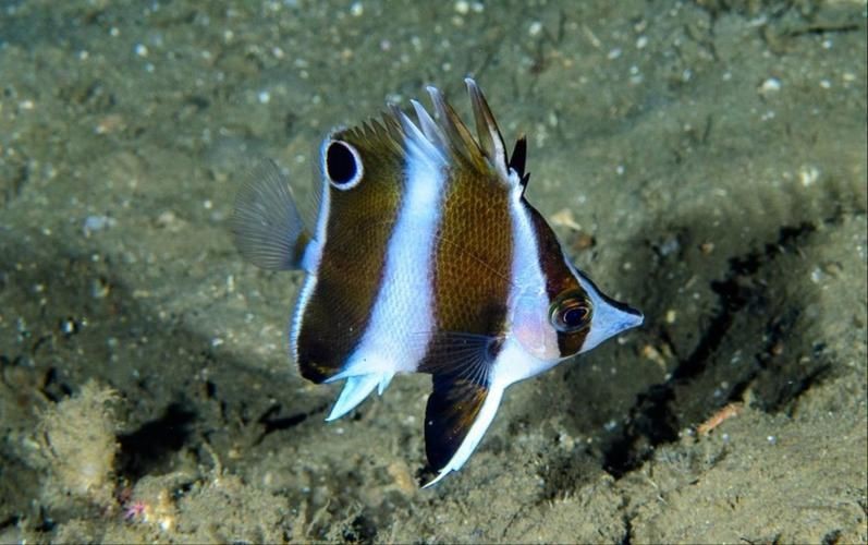 蝴蝶魚圖片大全