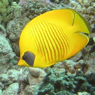 蝴蝶魚圖片大全