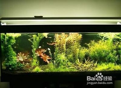 防止魚缸水變綠