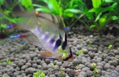 黑桃A魚冬季養護技巧，