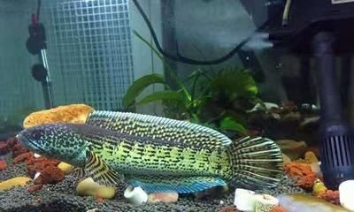 黑桃A魚冬季養護技巧，