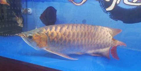 夏季龍魚不愛吃食