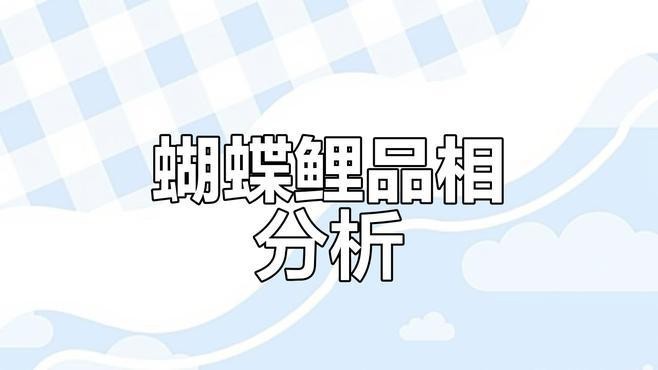蝴蝶鯉10大品種