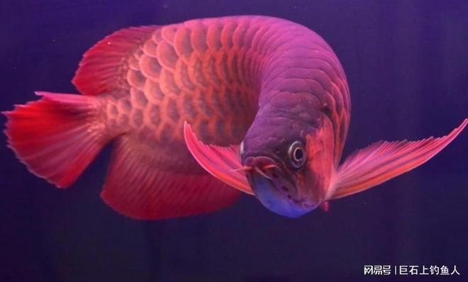 金龍魚出售：晨科農牧擬2220萬向金龍魚出售全資子公司晨科太鯤的60%