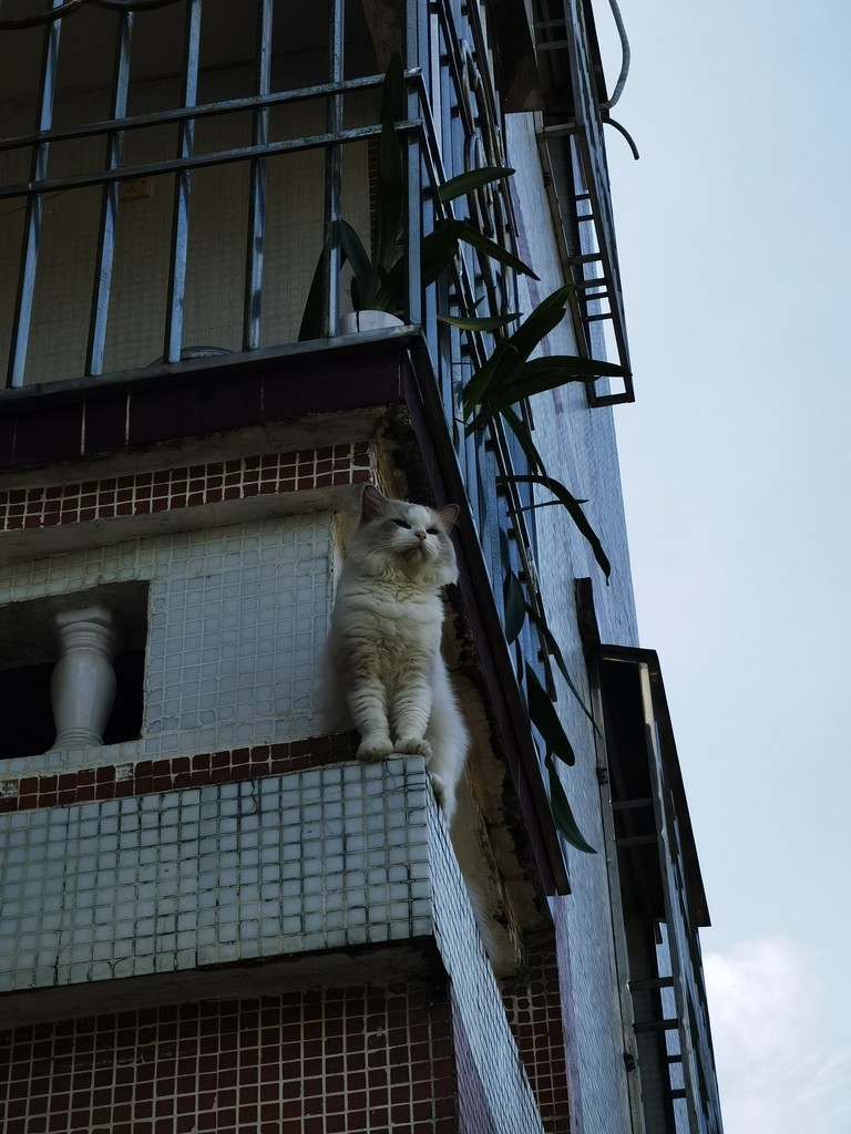 (≧^.^≦)喵~