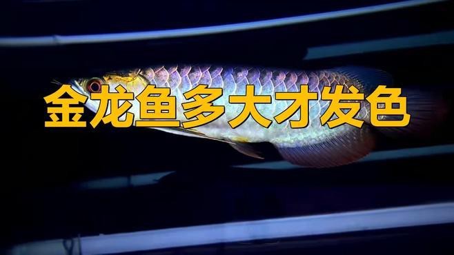 如何飼養(yǎng)金龍魚以促進珠鱗發(fā)育？