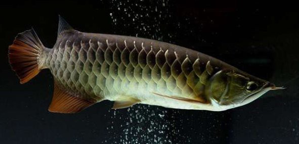 如何飼養(yǎng)金龍魚以促進珠鱗發(fā)育？
