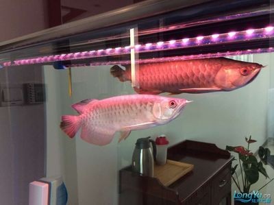龍魚配雙線側(cè)：龍魚和雙線側(cè)魚可以混養(yǎng)嗎