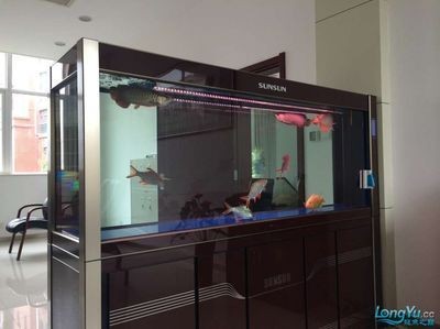 龍魚配雙線側(cè)：龍魚和雙線側(cè)魚可以混養(yǎng)嗎