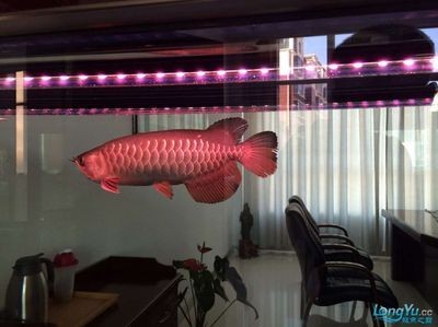 龍魚配雙線側(cè)：龍魚和雙線側(cè)魚可以混養(yǎng)嗎