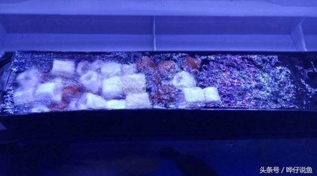 魚缸濾材的用法：常見的魚缸濾材及其使用方法