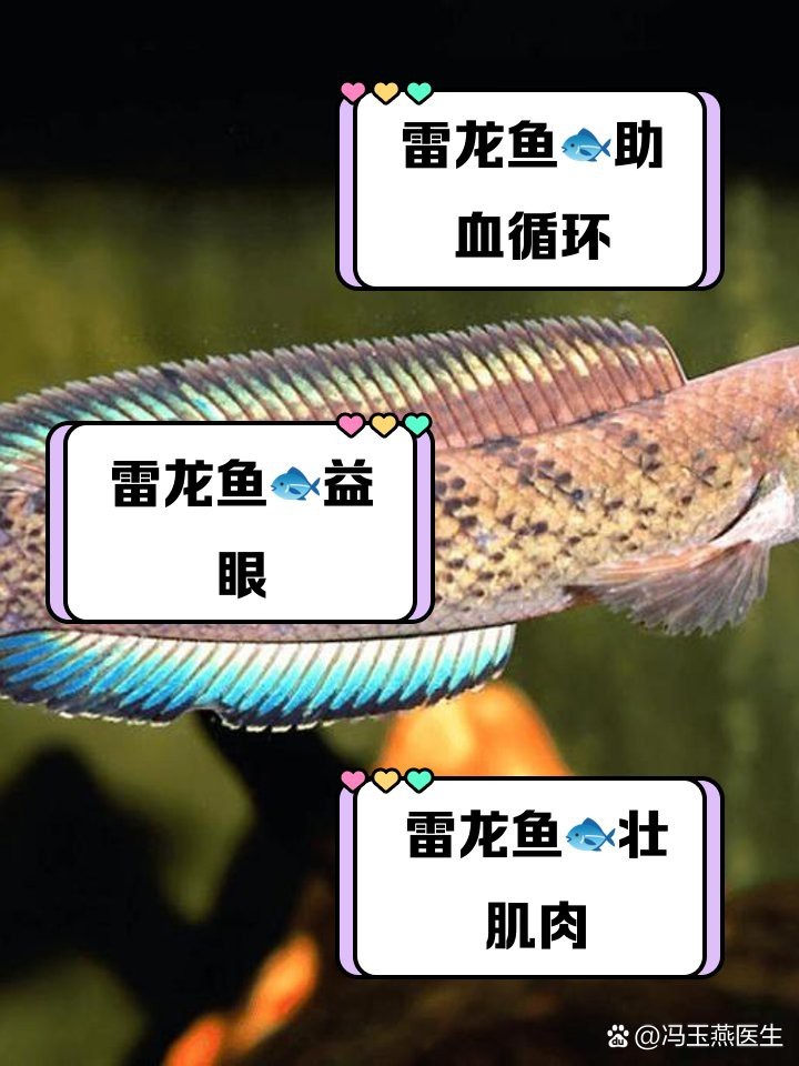 雷龍魚和黑魚哪個更有營養？